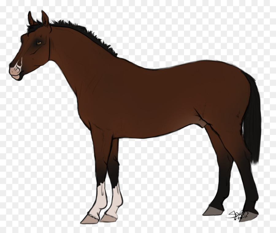 Cheval，équidé PNG