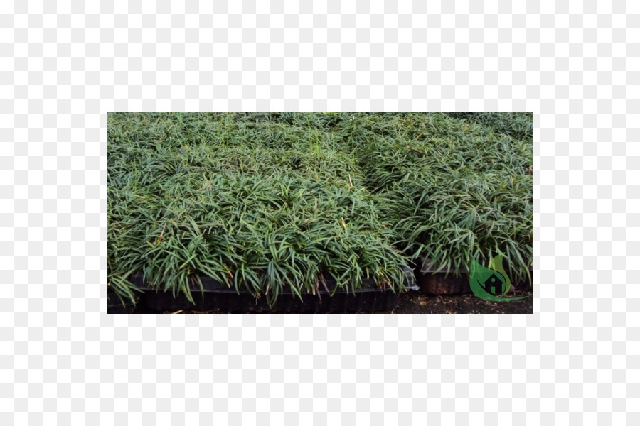 Arbuste，Herbes PNG