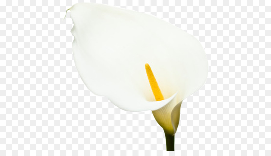 Fleur Blanche，Fleurir PNG