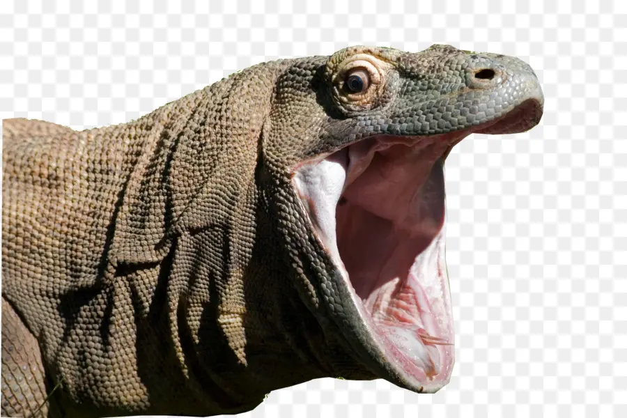 Dragon De Komodo，Lézard PNG