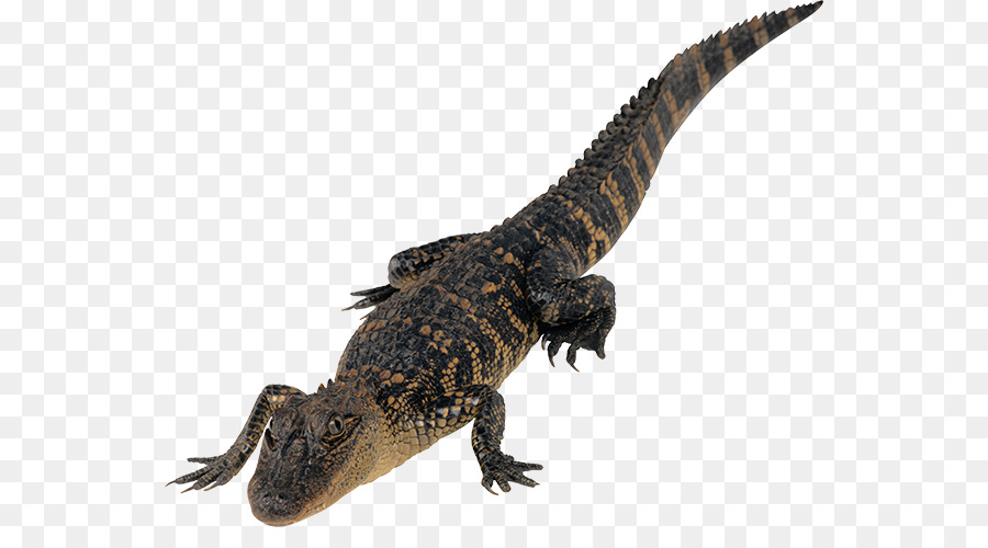 Lézard，Reptile PNG