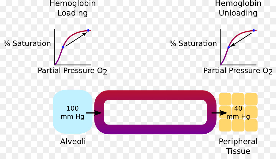 Oxygène，L Hémoglobine PNG