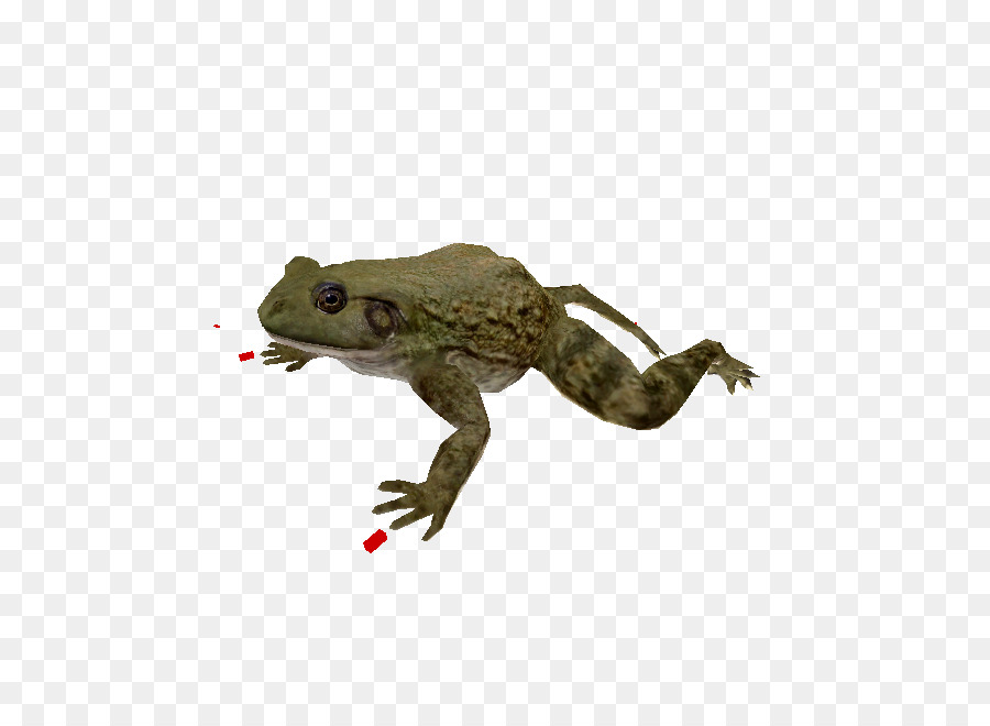 Zoo Tycoon，Crapaud PNG