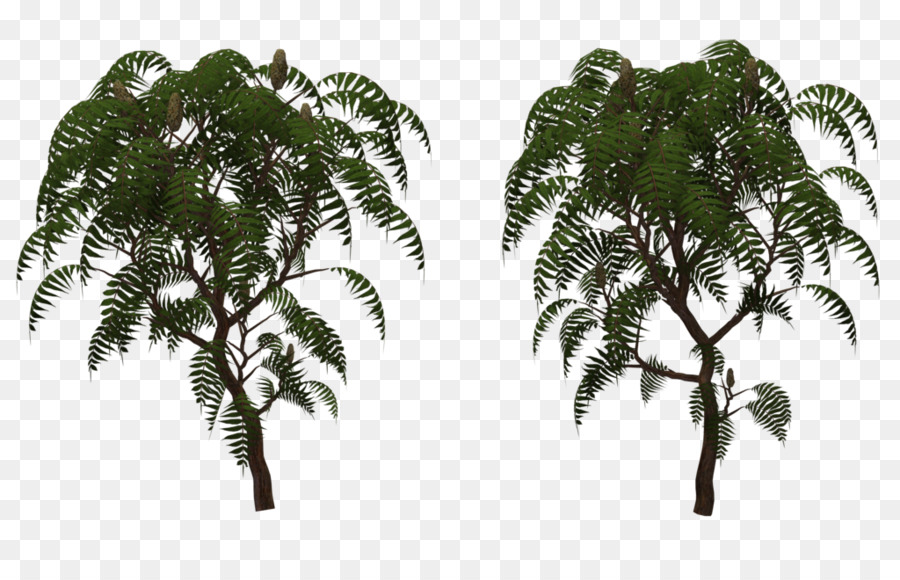 Arbre，Feuilles PNG