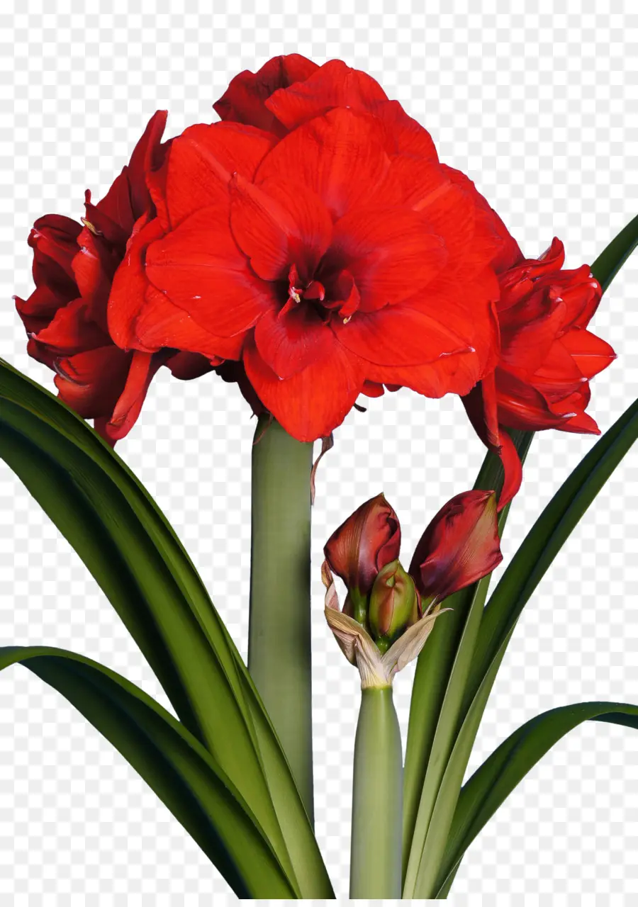 Amaryllis，Fleur PNG