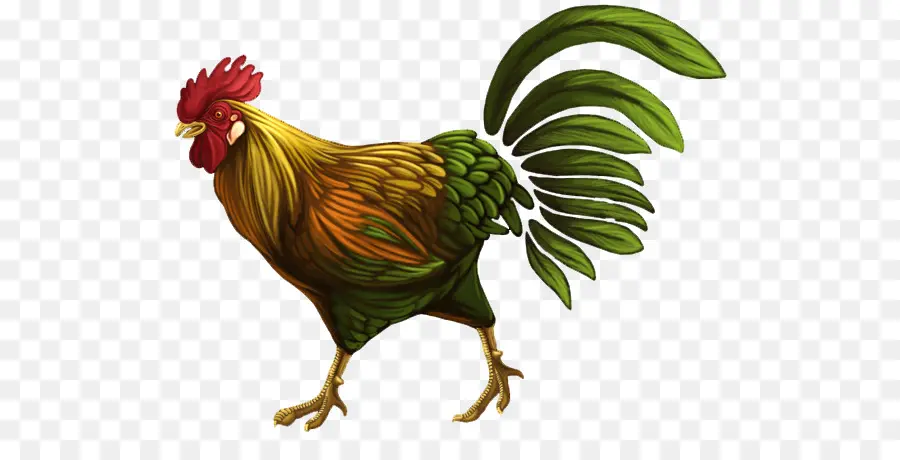 Coq，Coloré PNG