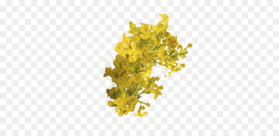 Fleurs Jaunes，Floraison PNG