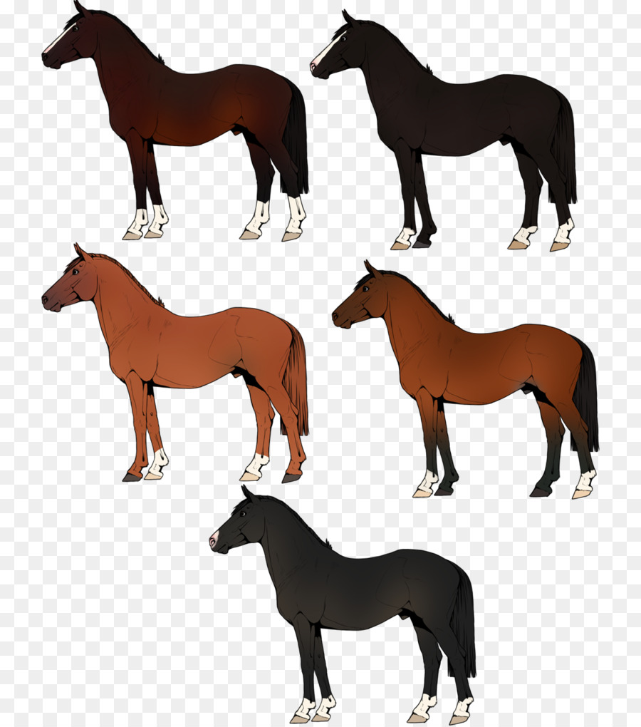 Chevaux，Cheval PNG