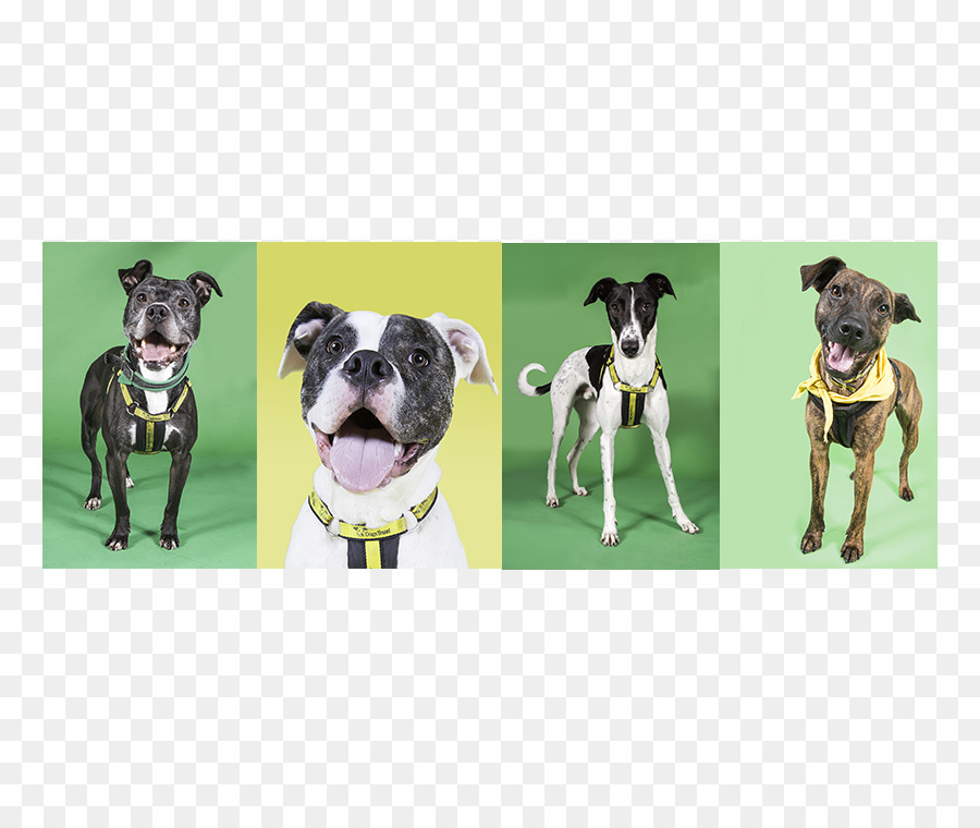 Race De Chien，Great Dane PNG