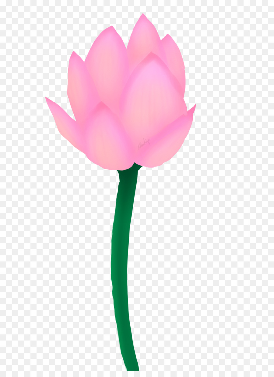 Lotus Rose，Fleurir PNG