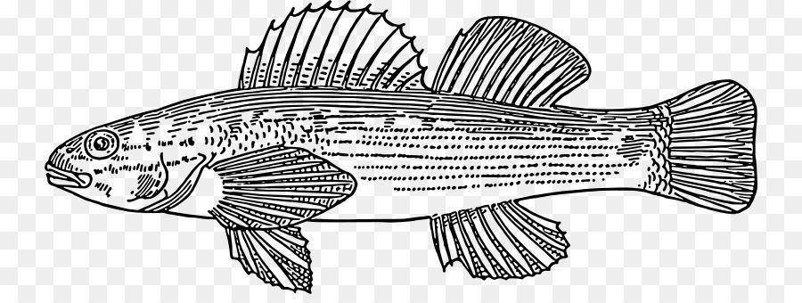 Les Poissons，Actinopterygii PNG