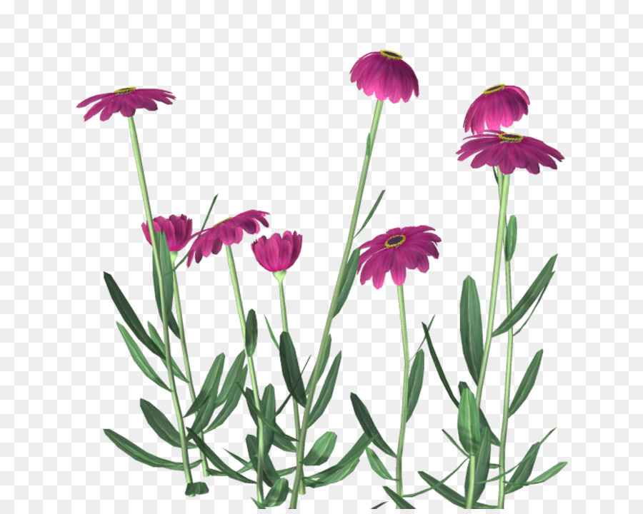 Fleur Rose，Floraison PNG