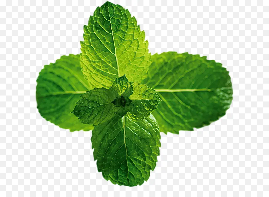 Feuilles De Menthe Verte，Herbe PNG