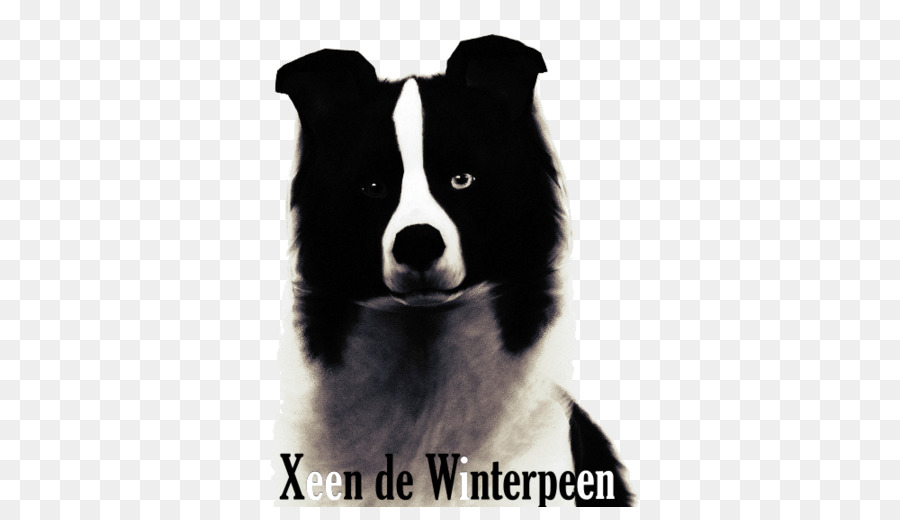 Border Collie，Chien D Ours De Carélie PNG