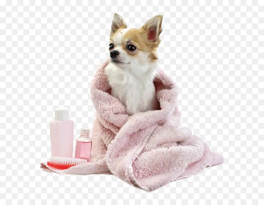 Chien Dans Une Serviette，Bain PNG