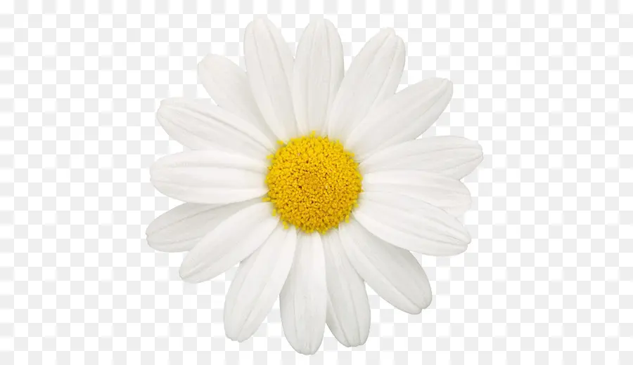 Marguerite Blanche，Pétales PNG