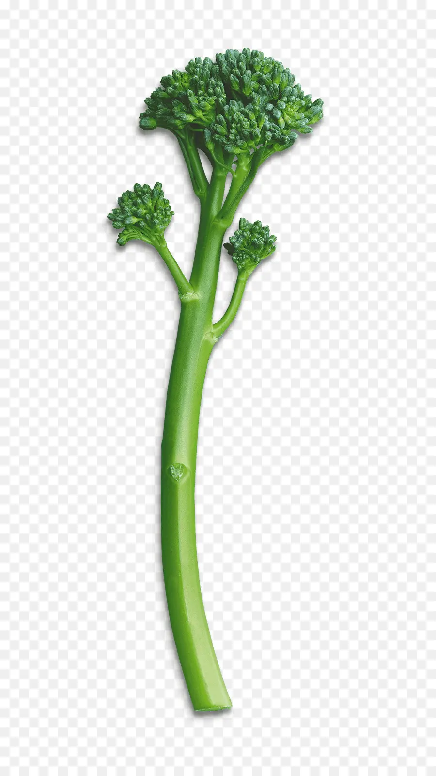 Brocoli，Vert PNG