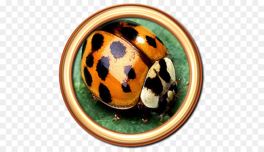 Scarabée，Coccinelle Asiatique PNG