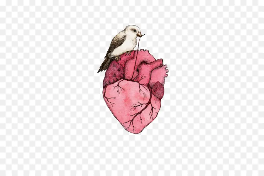 Coeur，Anatomie PNG