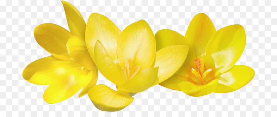 Ordinateur Icônes，Crocus Flavus PNG