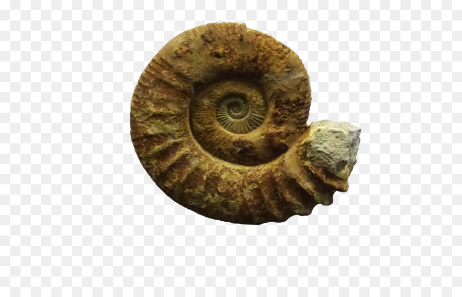 Fossile，Ammonite PNG