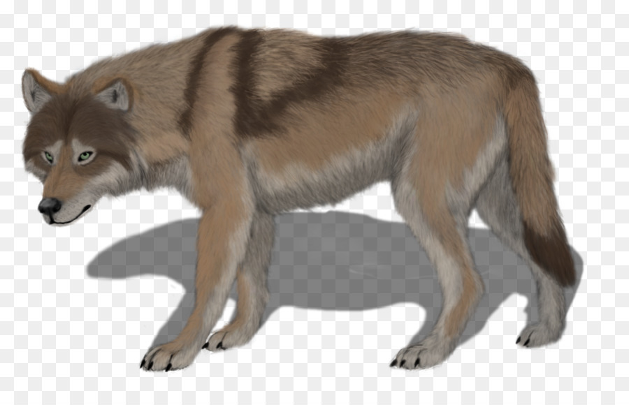 Loup，Sauvage PNG