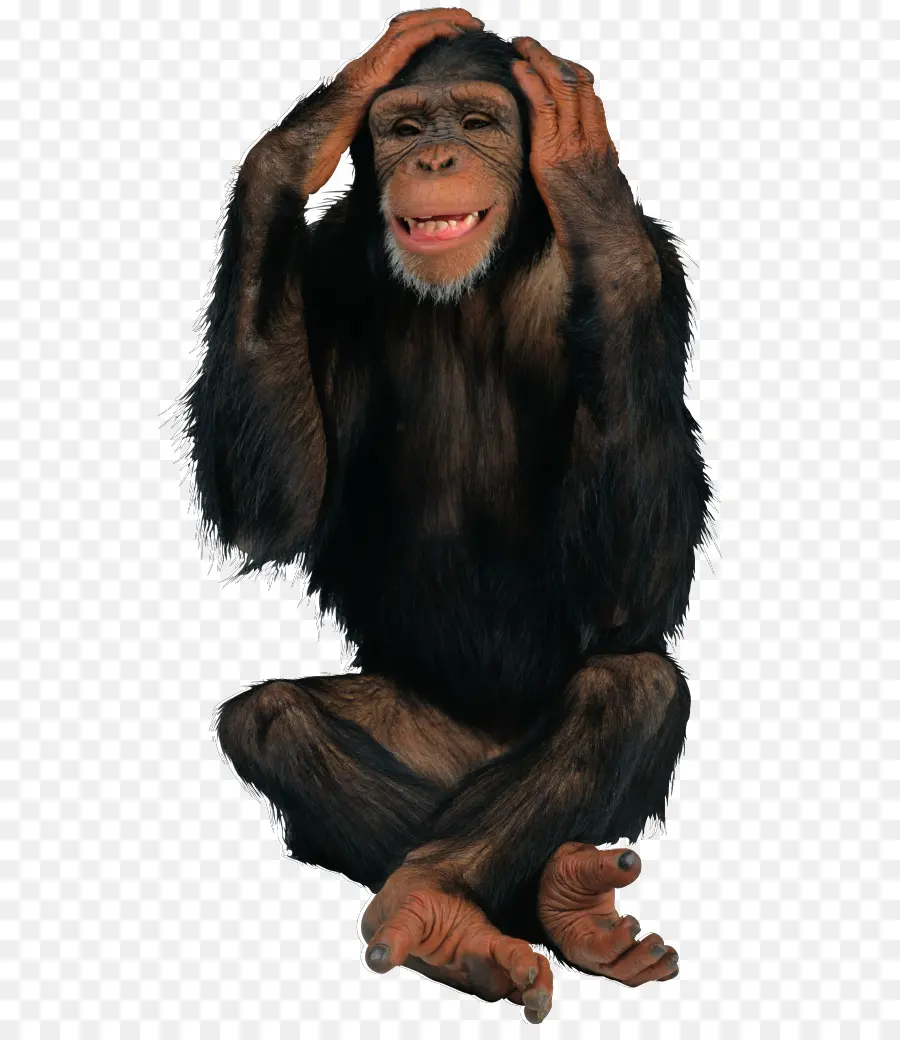 Chimpanzé，Singe PNG