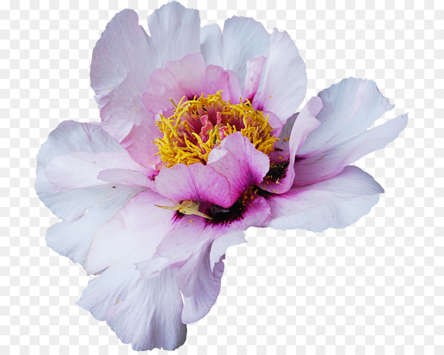 Fleur De Pivoine，Fleurir PNG