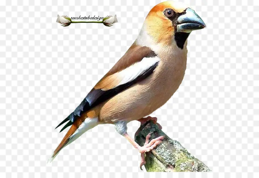 Oiseau，Perche PNG