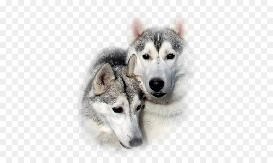 Huskies，Chiens PNG