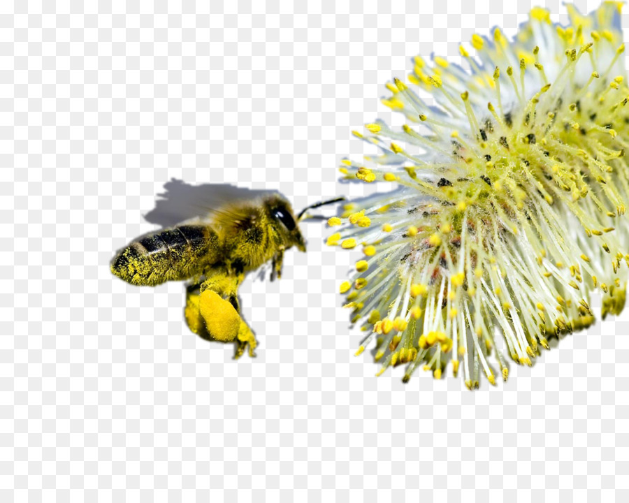 Abeille Et Fleur，Pollinisation PNG