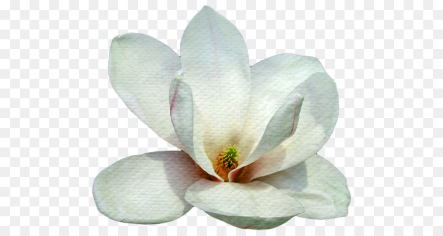 Fleur Blanche，Fleurir PNG