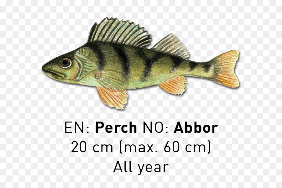 La Perche，Les Poissons PNG