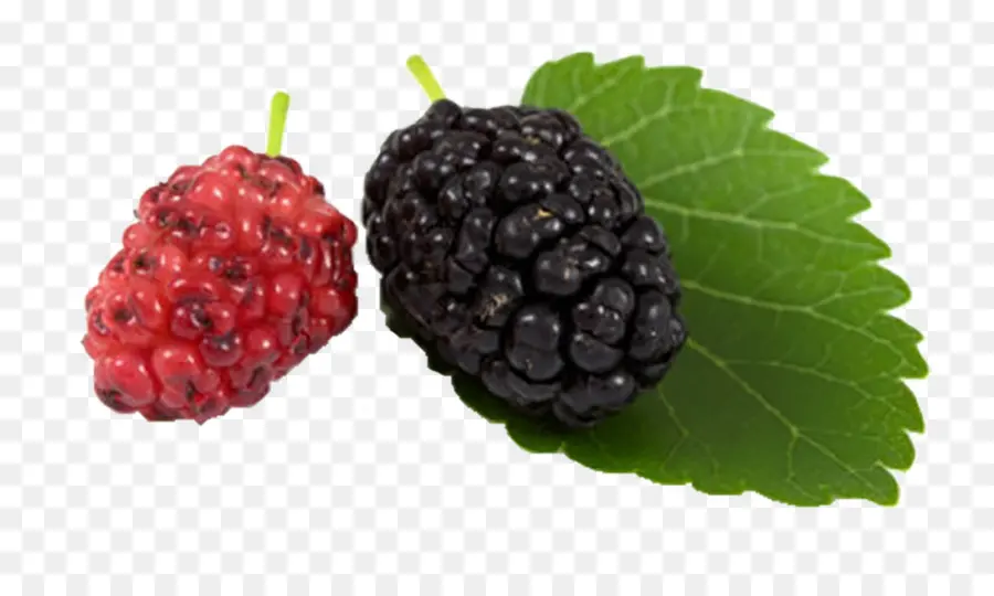 Mûres，Fruit PNG