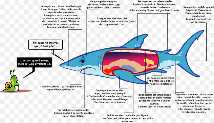 Anatomie Du Requin，Poisson PNG