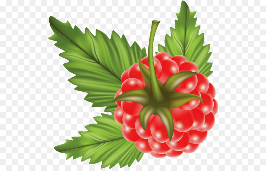 Framboises Rouges，Baies PNG