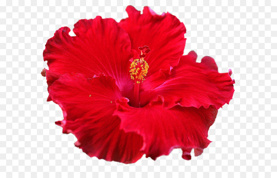 Hibiscus，Fleurir PNG