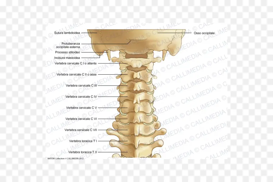 Colonne Cervicale，Colonne Vertébrale PNG