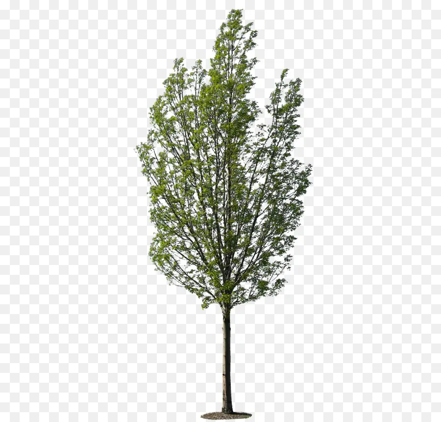 Arbre，Feuilles PNG