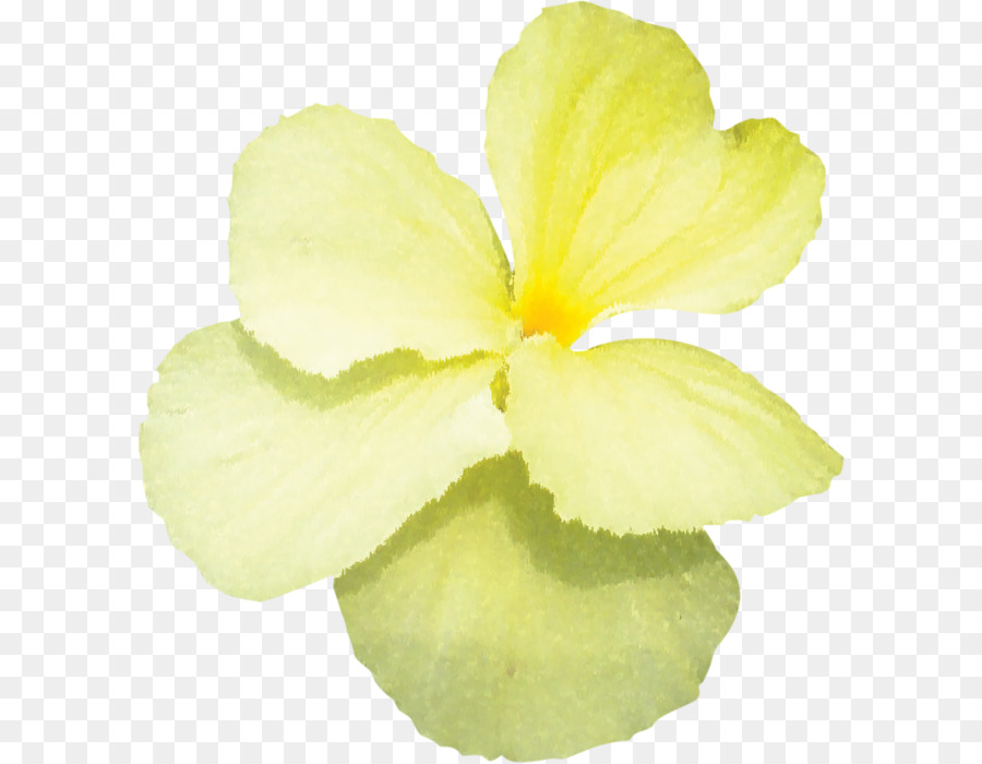 Fleur Jaune，Pétales PNG