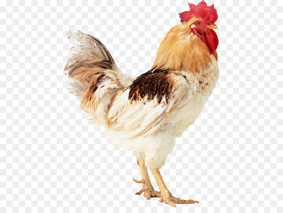 la turquie silkie coq png la turquie silkie coq transparentes png gratuit la turquie silkie coq png la