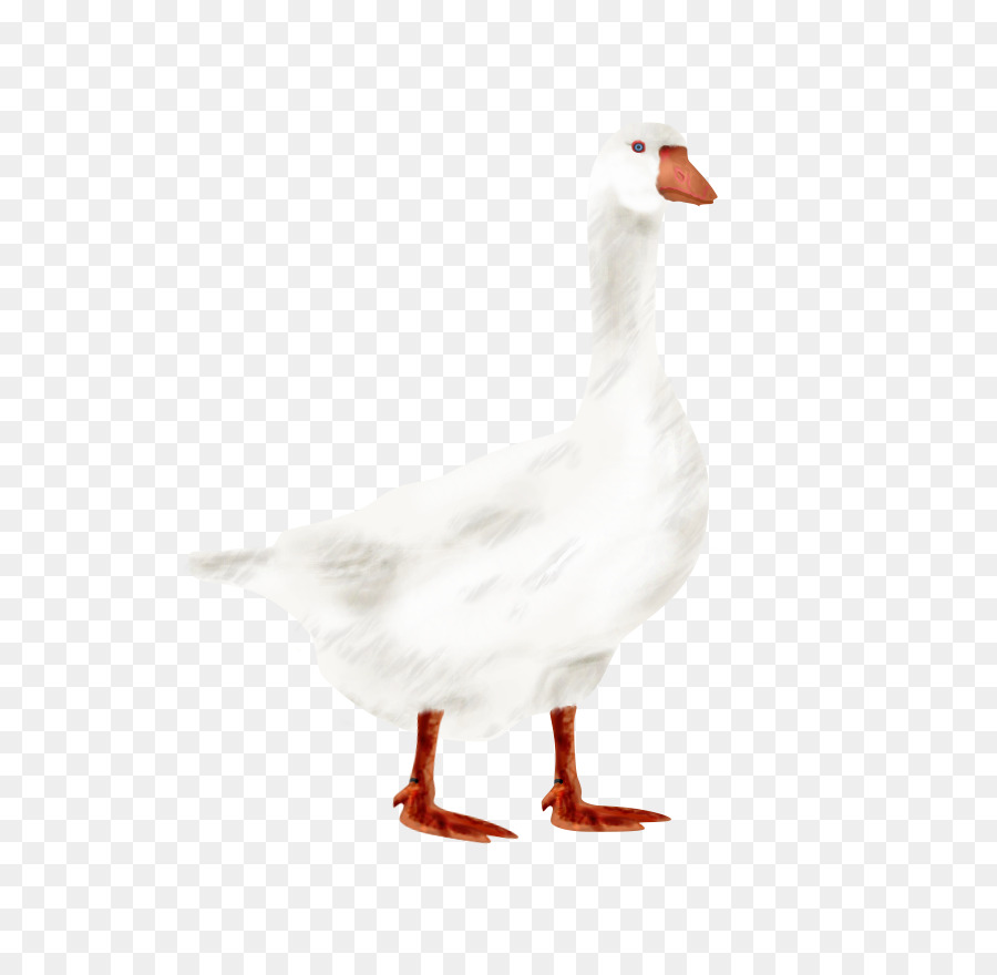 Oie，Canard PNG