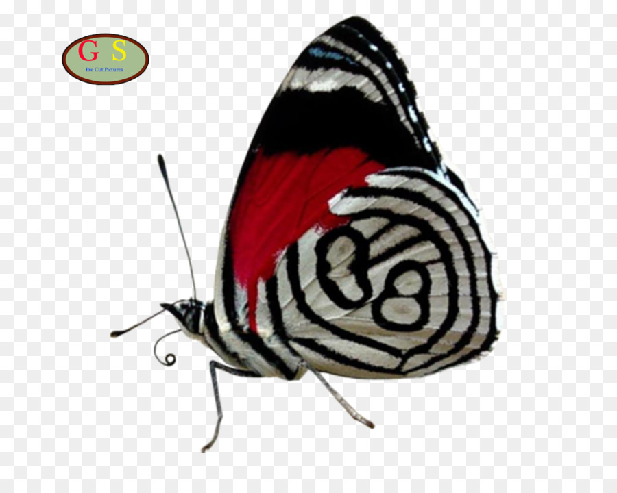 Papillon，De Cramer Quatre Vingts PNG