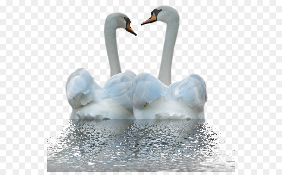 Cygnes，Eau PNG