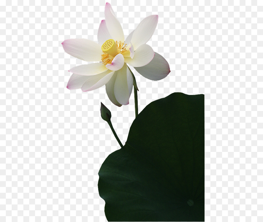 Fleurs De Lotus，Floraison PNG