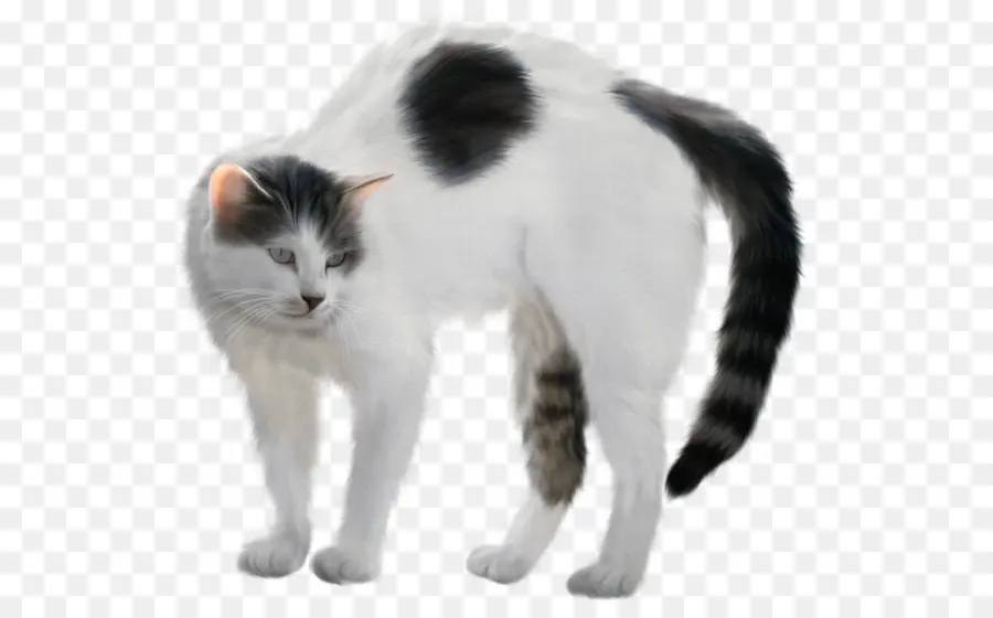 Chat Calico，Animal De Compagnie PNG