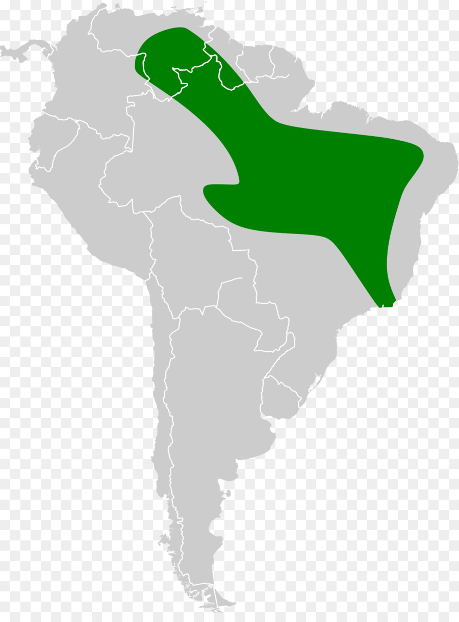 L Amérique Du Sud，Chauve Souris PNG
