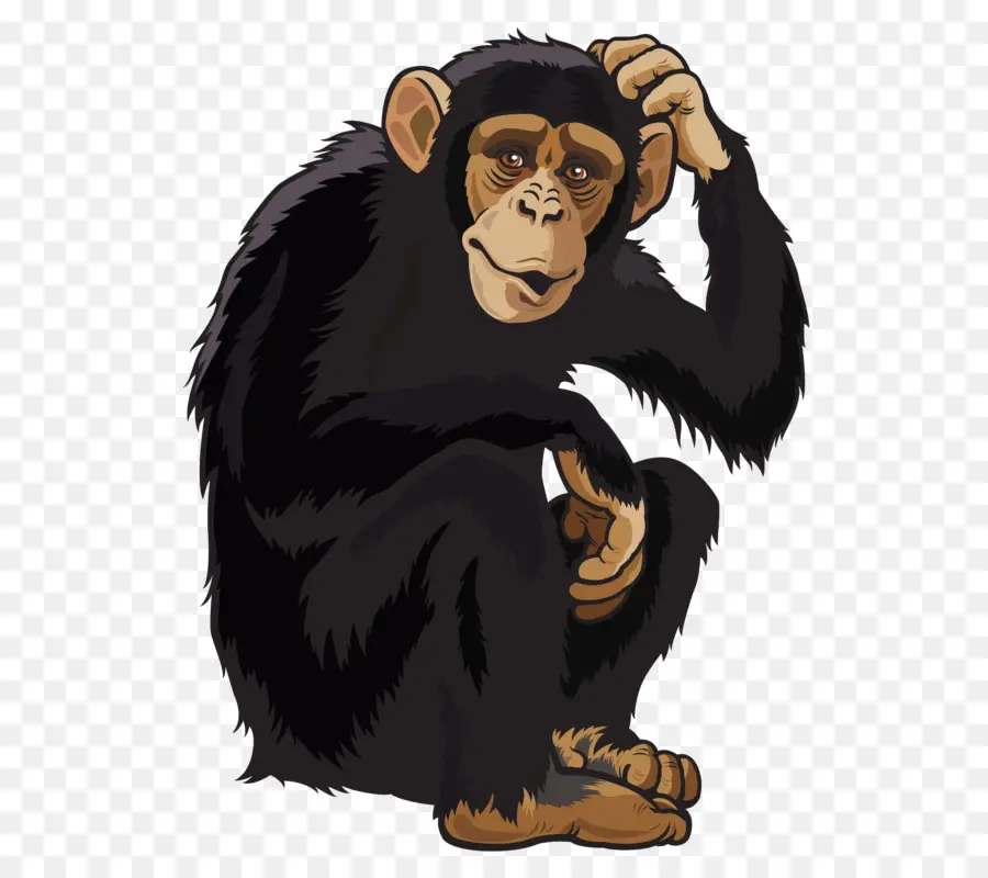 Chimpanzé，Singe PNG