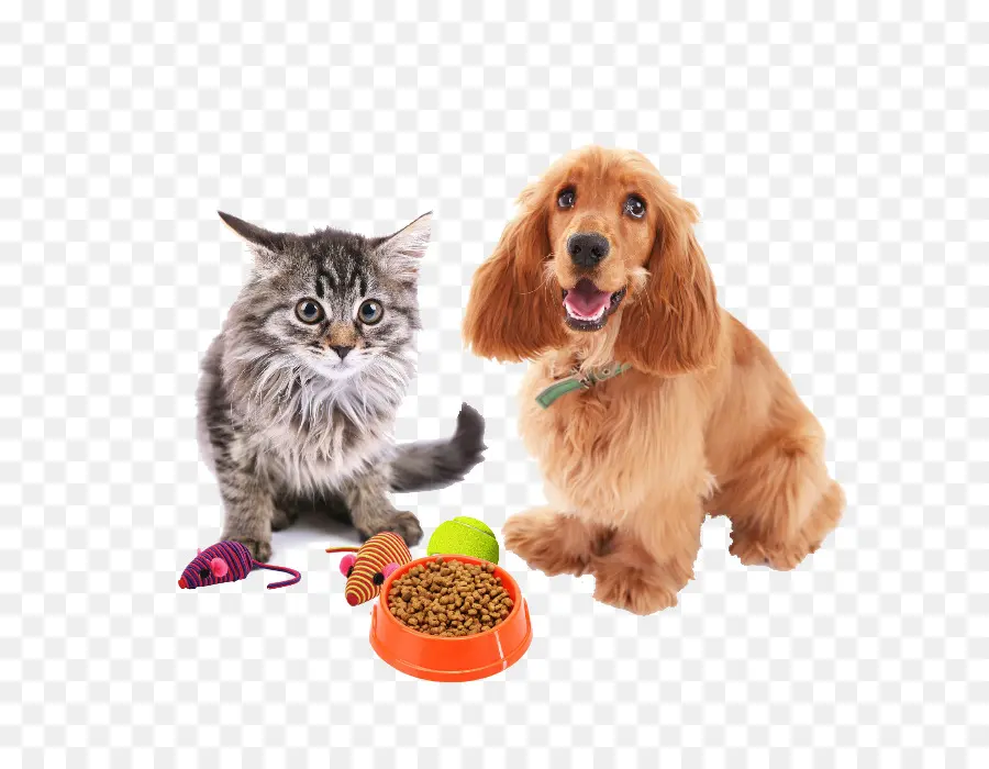 Chat Et Chien，Animaux De Compagnie PNG