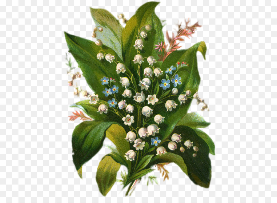 Muguet，Feuilles PNG